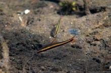 E.sucetta in the wild. Photo by Derek Wheaton