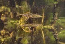 Esox niger in the habitat. Foto by Ivan Mikolji. Печатается с разрешения автора