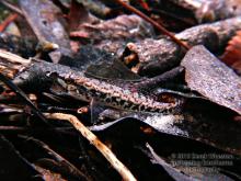 E.edwini in the nature. Photo by Derek Wheaton