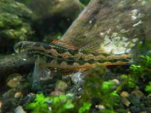 E.simoterum in the wild. Photo by Derek Wheaton