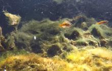 G.pulchra in the nature