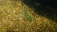 G.extrosus in the nature. Photo by Newt Jhuang