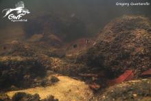 G.camponiensis in the nature. Photo by Gregory Quartarollo