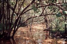 Биотоп обитания вида. Photo by Donald Taphorn. Печатается с разрешения автора