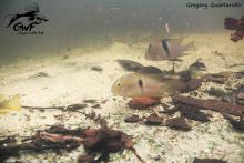 G.geayi in the wild. Photo by Gregory Quartarollo. https://www.facebook.com/guyanewildfish/ Печатается с разрешения