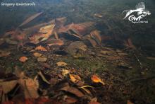G.owoewefi in the wild. Photo by Gregory Quartarollo. https://www.facebook.com/guyanewildfish/ Печатается с разрешения