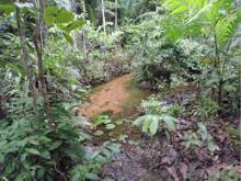 Биотоп обитания вида. Photo from www.researchgate.net