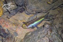 H.marmoratus in the nature. Photo by Hadrien Lalaghe. https://www.facebook.com/guyanewildfish/ Печатается с разрешения