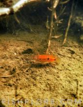 H.guttatus in the wild. Fishplore.com Печатается с разрешения