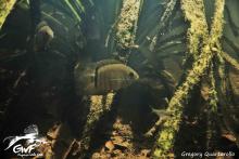 C.efasciatus in the wild. Photo by Gregory Quartarollo. https://www.facebook.com/guyanewildfish/ Печатается с разрешения