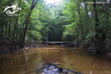 Биотоп обитания вида. Photo by Gregory Quartarollo. https://www.facebook.com/guyanewildfish/