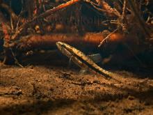 H.malabaricus in the wild. Photo by Ivan Mikolji. Печатается с разрешения автора