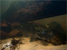 H.aimara in the nature. Photo by Hadrien Lalague. Печатается с разрешения https://www.facebook.com/guyanewildfish/