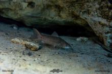 Hoplosternum littorale. Photo by Derek Wheaton