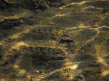 H.nigricans in the wild. Photo by Derek Wheaton. Печатается с разрешения автора
