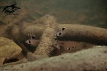 H.takasei in the wild. Photo by Antoine Baglan