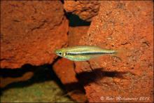 L.fasciata in the nature. Photo by Beta Mahatvaraj
