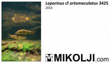 L.ortomaculatus in the nature. Photo by Ivan Mikolji. Печатается с разрешения автора