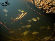 L.fasciatus in the nature. Photo by Hadrien Lalague. Печатается с разрешения