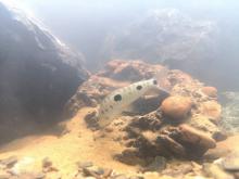 L.acutidens in the nature. Photo by Dimitris Lysikatus. Печатается с разрешения автора