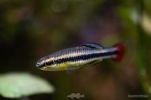 L.goodei in the wild. Photo by Derek Wheaton