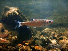 L.coccogenis in the wild. Photo by Derek Wheaton. 