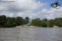 Биотоп обитания вида. Maroni river. Photo by Gregory Quartarollo. https://www.facebook.com/guyanewildfish/M