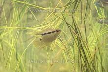 M.insignis in the nature. Foto by Ivan Mikolji. Печатается с разрешения автора