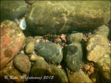 N.petrubanarescui in the nature. Fono by Beta Mahatvaraj