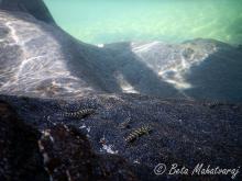 M.triangularis in the nature. Foto by Beta Mahatvaraj. Печатается с разрешения автора