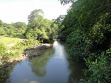 Биотоп обитания вида. Photo by Claudio Oliveira. Печатается с разрешения автора