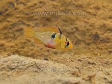 Microgeophagus ramirezi in the nature habitat. Foto by Ivan Mikolji. Печатается с разрешения