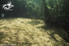 M.chrysargyrea in the nature. Photo by Gregory Qurtarollo