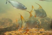 M.setiger in the wild. Photo by Oliver Lucanus
