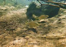 M.marginatus in the nature. Photo by Ton Eakapan