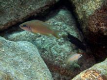N.pulcher in the wild. Photo by Anton Lamboj. Печатается с разрешения автора