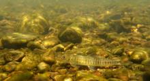 N.labeosus in the nature. Photo by Ton Eakapan
