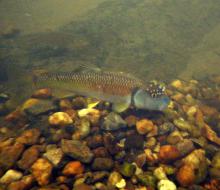 N.leptocephalus in the wild. Photo by Derek Wheaton. Печатается с разрешения автора