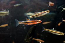 N.chrosomus in the wild. Photo by Derek Wheaton