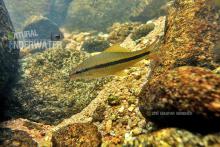 O.vittatus in the wild. Photo by Ton Eakapan
