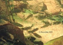 O.spilurus in the wild. Photo by Lim Teow Yeong. Печатается с разрешения автора