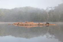 Биотоп обитания вида. Photo by Mark Sabaj Perez