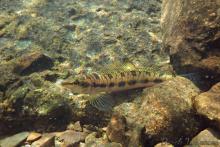 Percina apina in the wild. Photo by Derek Wheaton. Печатается с разрешения автора