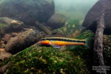 P.aurantiaca in the wild. Photo by Derek Wheaton. Печатается с разрешения автора