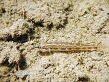 P.notogramma in the wild. Photo by Derek Wheaton