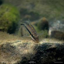 P.uranops in the wild. Photo by Derek Wheaton