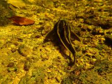 P.armatulus in the nature. Photo by Tai Strietman. Печатается с разрешения автора