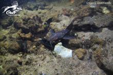 P.cotylephorus in the nature. Photo by Gregory Quatrarollo. https://www.facebook.com/guyanewildfish/ Печатается с разрешения