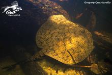 P.marinae in the wild. Photo by Gregory Quartarollo. Печатается с разрешения