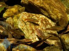 P.bimaculatus in the wild. Photo by Shankar Balasubramanian. Печатается с разрешения автора